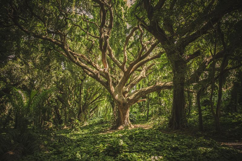Alter, weit verzweigter Baum in einem grünen Wald